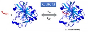 Understanding Of Molecular Recognition Processes